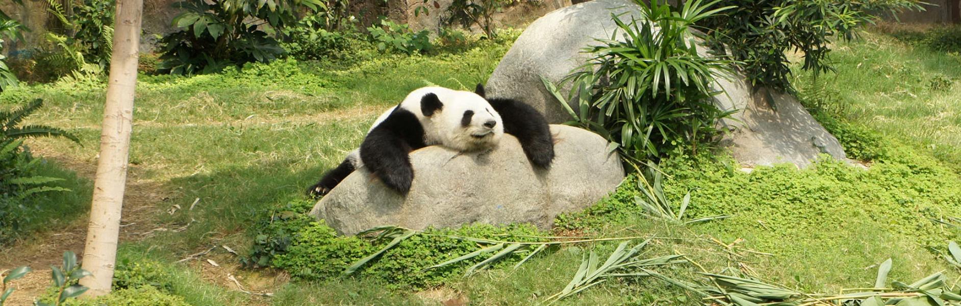 panda sleeping on a rock
